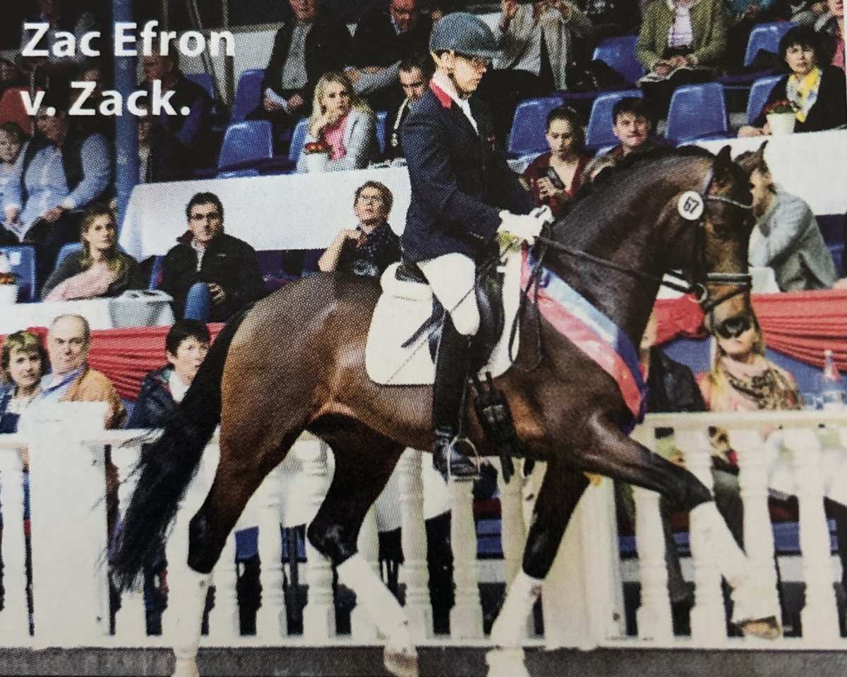 stallion Zac Efron Mt OLD (Oldenburg, 2015, from Zack)