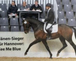 stallion Blue Hors Zee Me Blue (Danish Warmblood, 2010, from Zack)