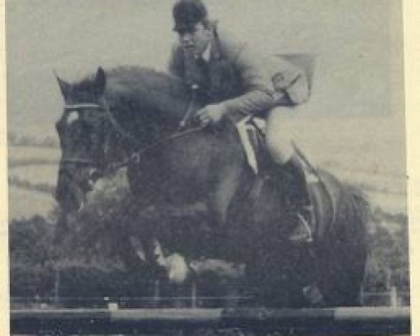 stallion John Henry (Irish Sport Horse, 1983, from King of Diamonds)