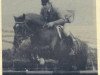 Deckhengst John Henry (Irish Sport Horse, 1983, von King of Diamonds)