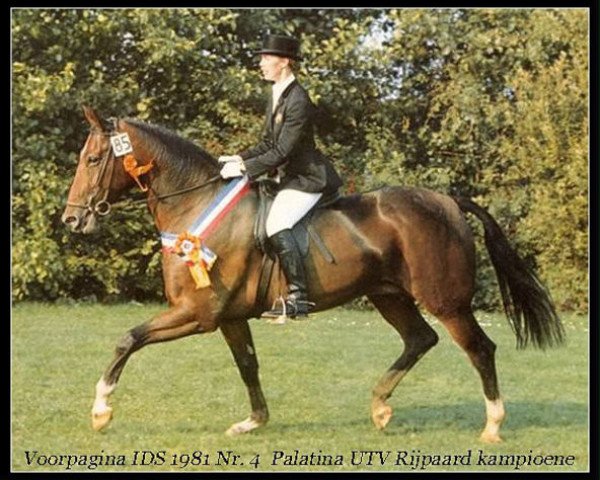 Zuchtstute Palatina (Koninklijk Warmbloed Paardenstamboek Nederland (KWPN), 1974, von Apalatin AN)