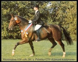 broodmare Palatina (KWPN (Royal Dutch Sporthorse), 1974, from Apalatin AN)