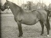 broodmare Aniki (KWPN (Royal Dutch Sporthorse), 1967, from Kassander)