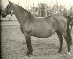 broodmare Aniki (KWPN (Royal Dutch Sporthorse), 1967, from Kassander)