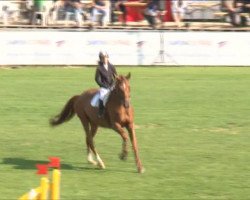 horse Opera du Meix (Selle Français, 2002, from Equateur du Meix)