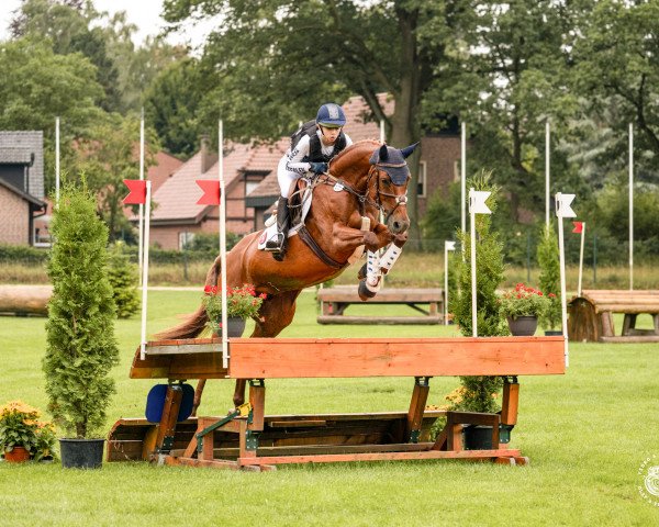 broodmare Poupee de sucre (Westphalian, 2012, from Peking)
