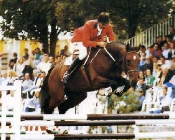 stallion Bey des Sevres (Selle Français, 1989, from Double Espoir)