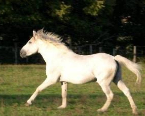 stallion Jolly des Ifs (New Forest Pony, 1975, from Sweet Hills Sparticus)