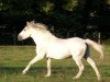 stallion Jolly des Ifs (New Forest Pony, 1975, from Sweet Hills Sparticus)