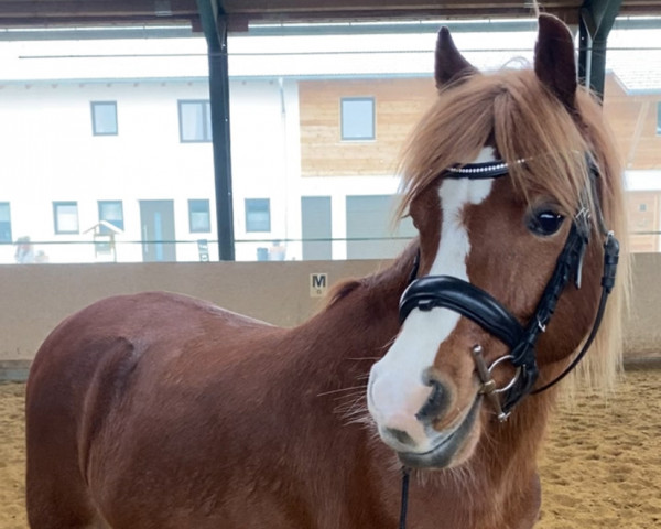 Pferd Woldberg’s Belcanto (Welsh Pony (Sek.B), 2018, von Breeton Dai)