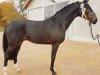 dressage horse Finnegan Max (Oldenburg, 2016, from Nymphenburg's First Ampere)