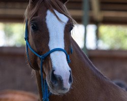 dressage horse Quaterpearl (Hanoverian, 2018, from Quaterhall)