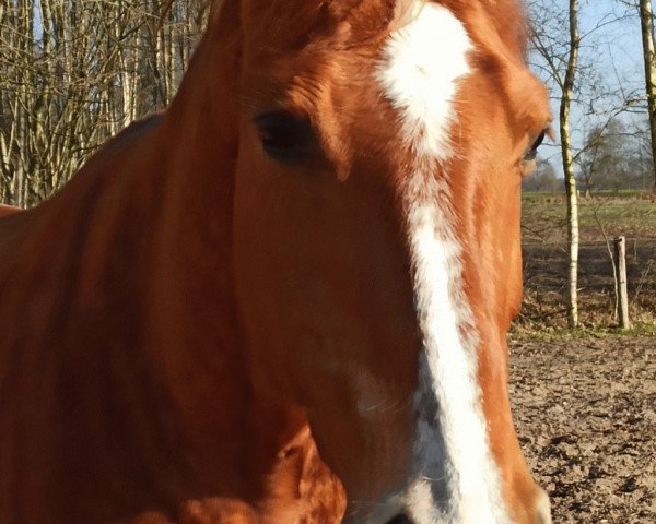 broodmare Detje (Hanoverian, 2010, from Don Frederico)