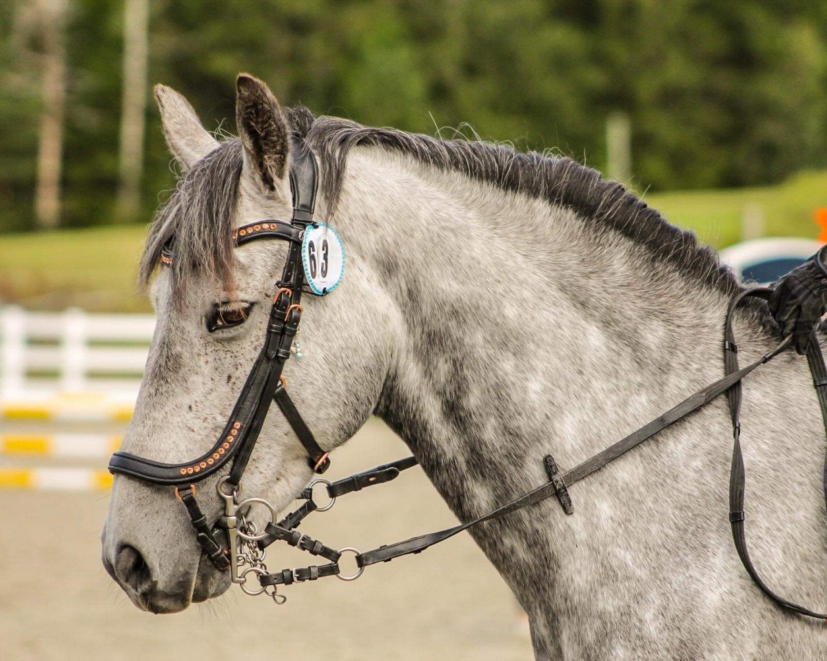 Pferd Oilean of knockmoy (Connemara-Pony, 2014, von Rosscastle Carroll Owen)