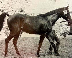 broodmare Kreuzbeere xx (Thoroughbred, 1978, from Cortez xx)