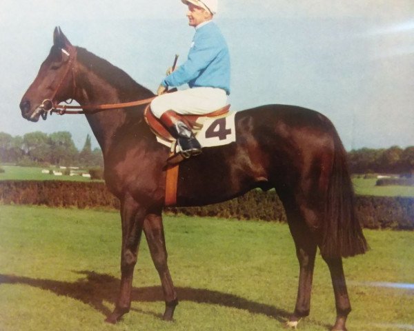 stallion Cortez xx (Thoroughbred, 1965, from Orsini xx)