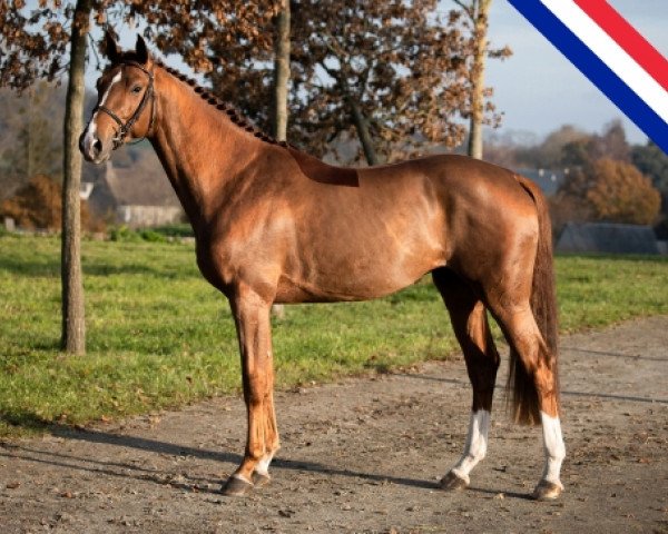 stallion Jagger de Marigny (Selle Français, 2019, from Quabri de l'Isle)