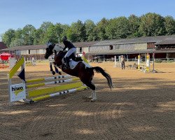 Pferd Amigo (KWPN (Niederländisches Warmblut),  )