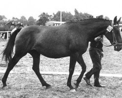 broodmare Viola II (Holsteiner, 1961, from Cottage Son xx)