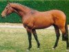 stallion Vanus d'Olympe AA (Anglo-Arabs, 1987, from Samuel AA)