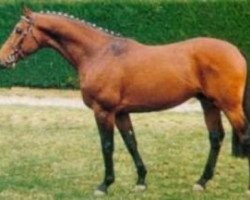 stallion Vanus d'Olympe AA (Anglo-Arabs, 1987, from Samuel AA)