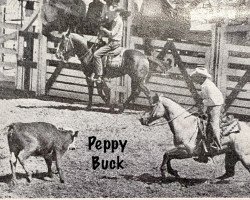 stallion Peppy Buck (Quarter Horse, 1950, from Pretty Buck)