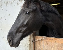 broodmare Dalina bambina (Oldenburg, 2017, from Don K)