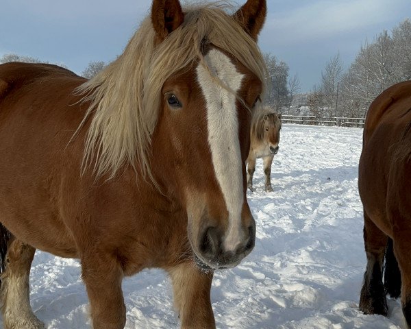 Pferd Merlin vom Wiedbusch (Schleswiger Kaltblut, 2018, von Zigeunerbaron)