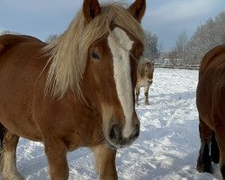 horse Merlin vom Wiedbusch (Schleswig Heavy Draft, 2018, from Zigeunerbaron)