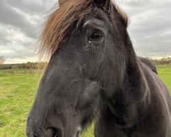 broodmare Stine (Schleswig Heavy Draft, 2000, from Nightfire)