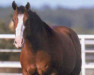 Zuchtstute Katie Gun (Quarter Horse, 1987, von John Gun)