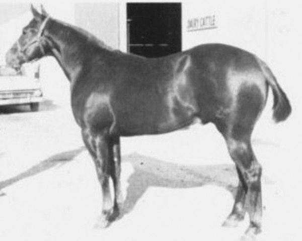 Deckhengst Aledo Bar (Quarter Horse, 1957, von Steel Bars)