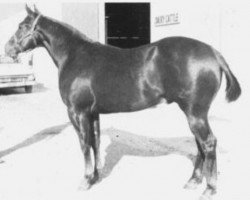 Deckhengst Aledo Bar (Quarter Horse, 1957, von Steel Bars)