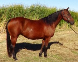 broodmare Docs Starlight (Quarter Horse, 1968, from Doc Bar)