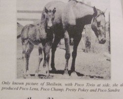 Zuchtstute Sheilwin (Quarter Horse, 1943, von Pretty Boy)