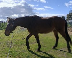 horse Northern Barclay (Australian Wamblood, 2007, from BWS Bertram)