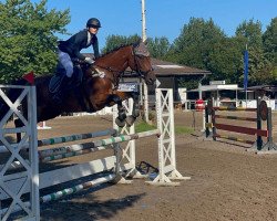 jumper Felix de Ravel (Polish Warmblood, 2011, from Bolero de Ravel)