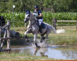 Springpferd Conzept S CH (Schweizer Warmblut, 2007, von Courage II)