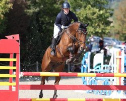 jumper Quick Kenny (Irish Sport Horse, 2014, from Obos Quality)