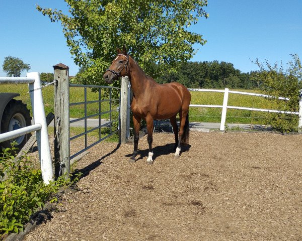 Pferd Lucy Lee (Österreichisches Warmblut, 2000, von Lord Chin)