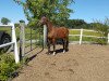 horse Lucy Lee (Austrian Warmblood, 2000, from Lord Chin)