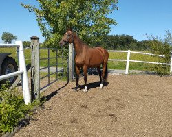 horse Lucy Lee (Austrian Warmblood, 2000, from Lord Chin)