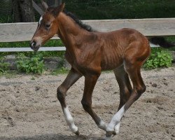 dressage horse Fräulein Fröhlich vom Ahle Garde (Westphalian, 2023, from Flavis)