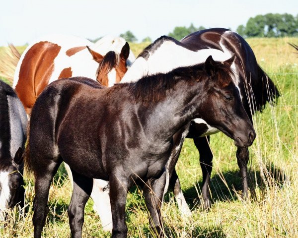 Pferd Sugar Charlotte (Quarter Horse, 2023)