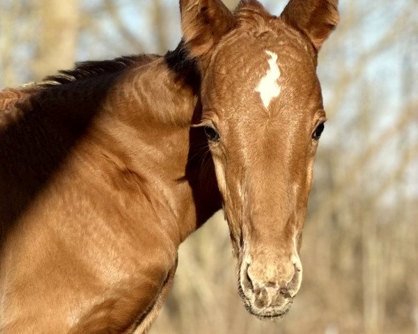 foal by Kasper STEF AML (Mecklenburg, 2024, from Kämmerer)