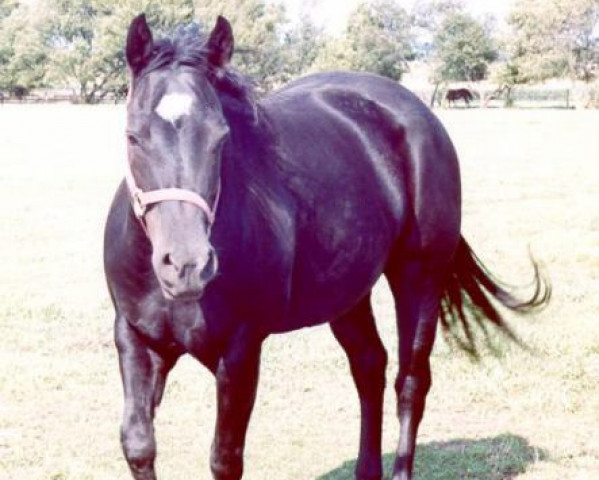 Zuchtstute All Stars (Quarter Horse, 1993, von Grays Starlight)