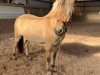 dressage horse Vaikolito Duke of Ohana (Fjord Horse, 2017, from Valon)