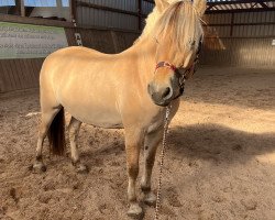 dressage horse Vaikolito Duke of Ohana (Fjord Horse, 2017, from Valon)