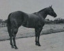 Deckhengst Sonny Reynolds (Quarter Horse, 1964, von Sonny Champ)