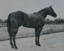 stallion Sonny Reynolds (Quarter Horse, 1964, from Sonny Champ)